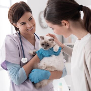 jovemcomgatonoveterinario-1024x683-1 Veja a importância das consultas de rotina para os animais