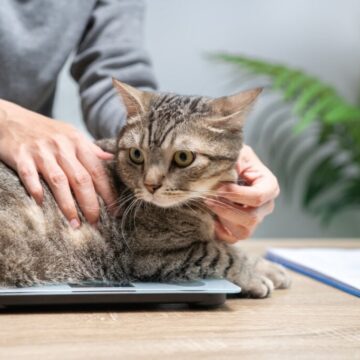 8 dicas para o gato envelhecer com mais saúde