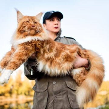 8 diferenças entre as raças maine coon e norueguês da floresta