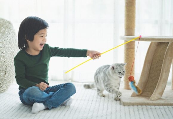 Veja como identificar e reduzir o estresse nos gatos