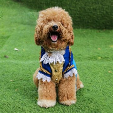 5 cuidados na hora de fantasiar os animais para o Carnaval