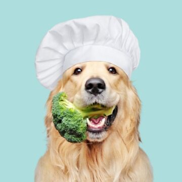 4 mitos e verdades sobre alimentação natural para animais