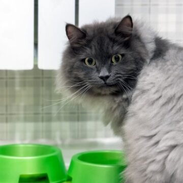 4 características do gato da raça nebelung 