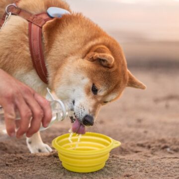 4 cuidados com os animais na praia e na piscina