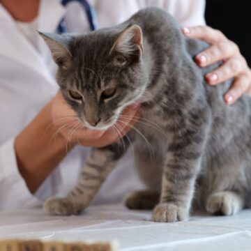 Veja os sintomas da síndrome da disfunção cognitiva