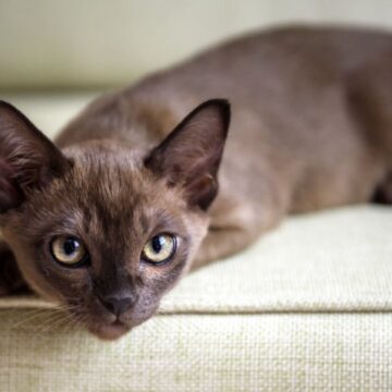 12 nomes para gatos inspirados em comidas