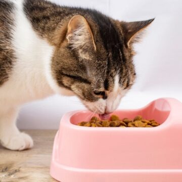 10 dicas para facilitar a adaptação do gato após a mudança de casa