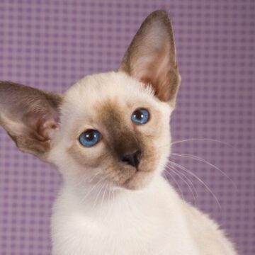 7 diferenças entre as raças siamês e oriental shorthair 