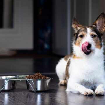 7 mitos comuns sobre cachorros idosos