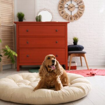 Veja como reduzir o estresse do cachorro durante sua ausência