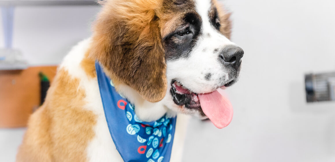 Frente fria, riscos em alta: como o clima impacta a saúde dos pets