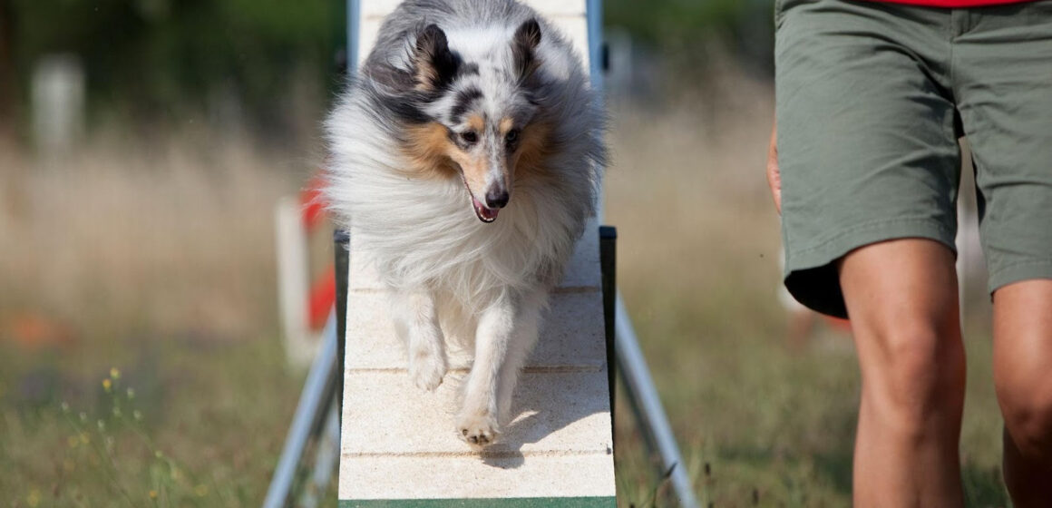 Pesquisa inédita realizada no Brasil sobre obesidade em pets