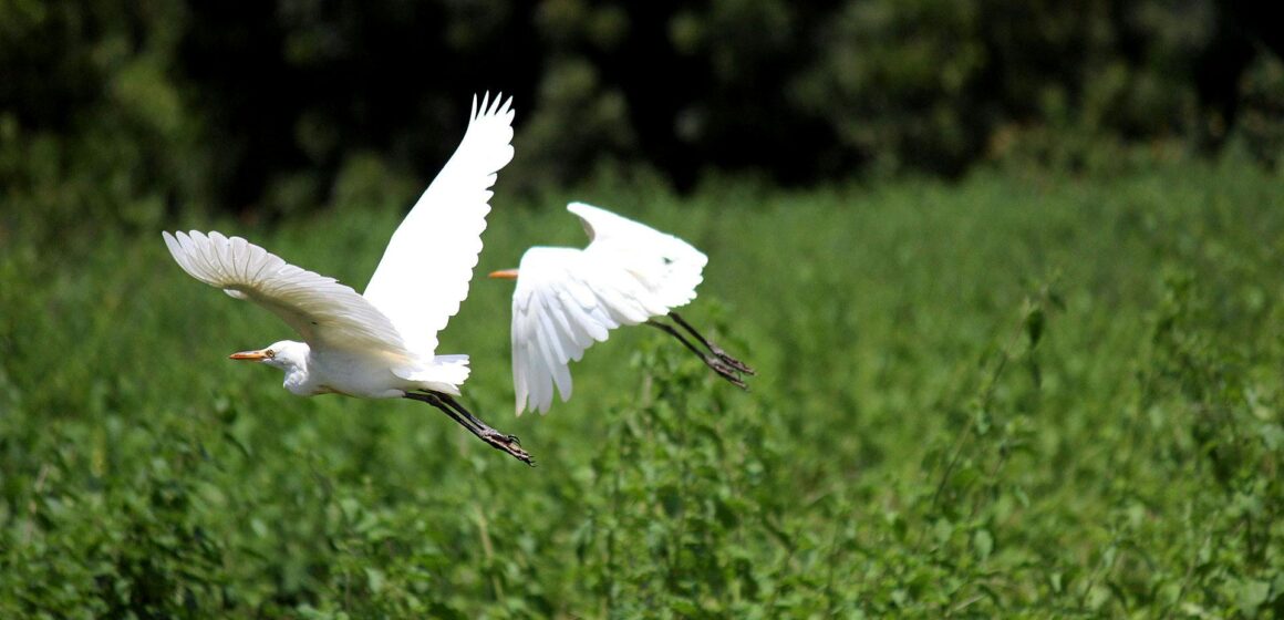 Ecoturismo ganha força no Brasil e movimenta mercado de viagens