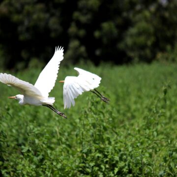 pexels-lovely-john-11565-58620 Ecoturismo ganha força no Brasil e movimenta mercado de viagens