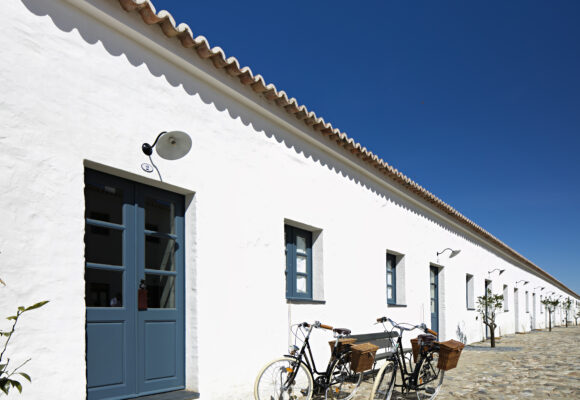 Viva experiências autênticas de olivoturismo no Alentejo