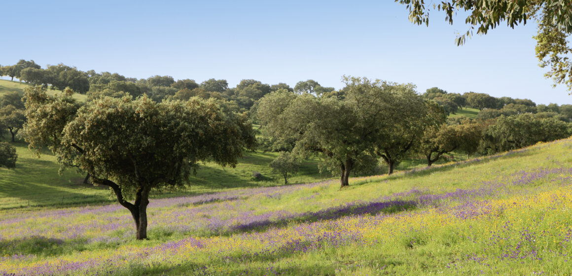 Sobreiros-crA©dito-Nelson-Carvalheiro-1 Curiosidades que você não sabia sobre a cortiça produzida no Alentejo