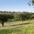 Curiosidades que você não sabia sobre a cortiça produzida no Alentejo