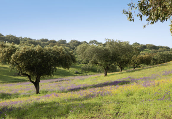 Curiosidades que você não sabia sobre a cortiça produzida no Alentejo