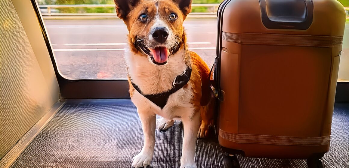 Vai viajar? Como criar um ambiente adequado para os pets