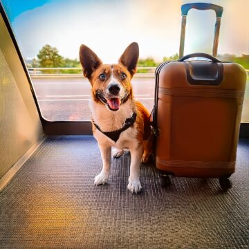 Vai viajar? Como criar um ambiente adequado para os pets