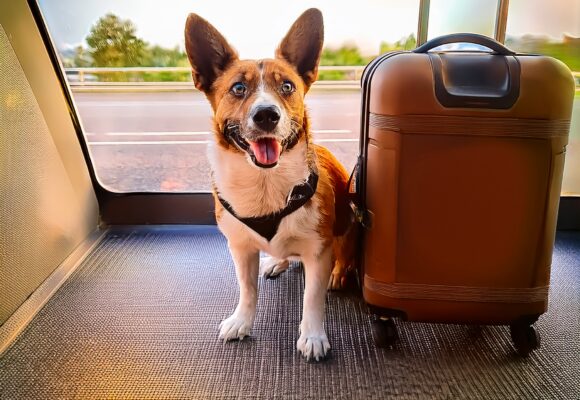 Vai viajar? Como criar um ambiente adequado para os pets