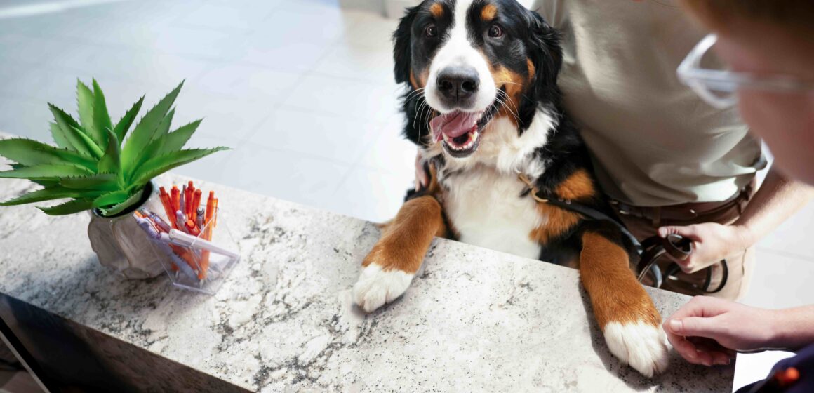 imagem-2 Resgatou um animal? Veja o que fazer nos primeiros dias do seu novo pet em casa