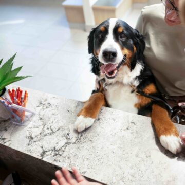 Resgatou um animal? Veja o que fazer nos primeiros dias do seu novo pet em casa
