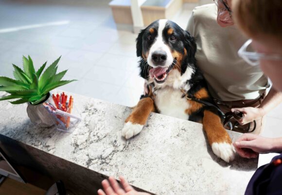 Resgatou um animal? Veja o que fazer nos primeiros dias do seu novo pet em casa